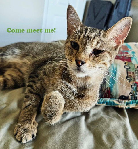 picture of the cat needing adoption