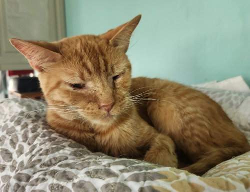Lance, an adoptable Domestic Short Hair in Crossville, TN