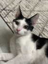 adoptable Cat in crossville, TN named Everett