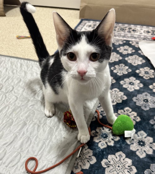 EVERETT - Domestic Short Hair available for adoption
