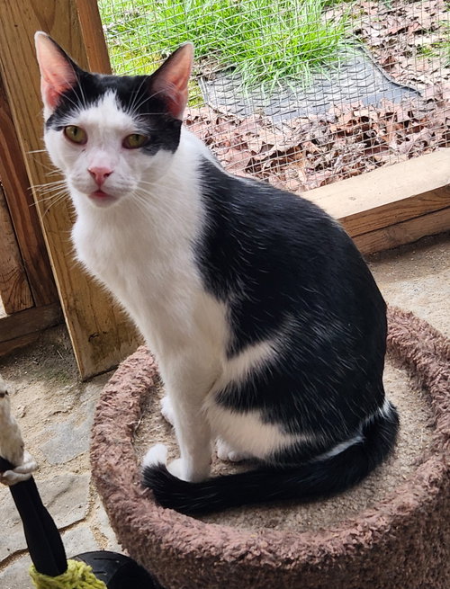 Everett, an adoptable Domestic Short Hair in Crossville, TN