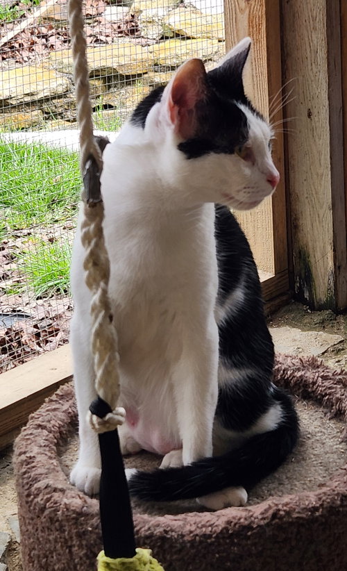 EVERETT - Domestic Short Hair available for adoption