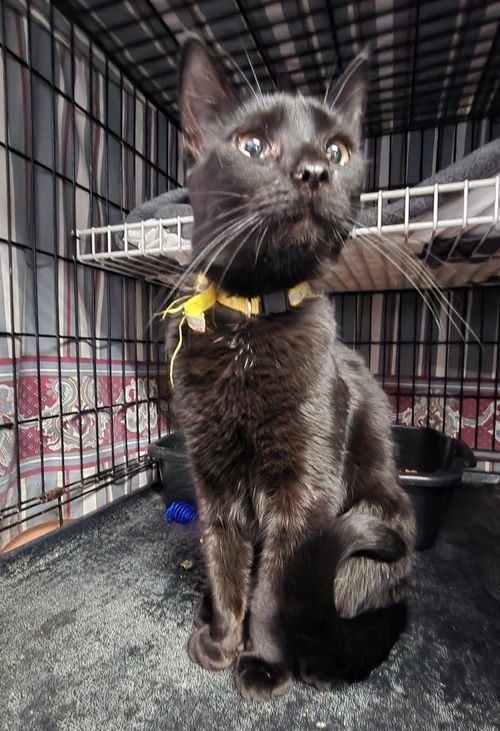 picture of the cat needing adoption