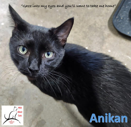 picture of the cat needing adoption