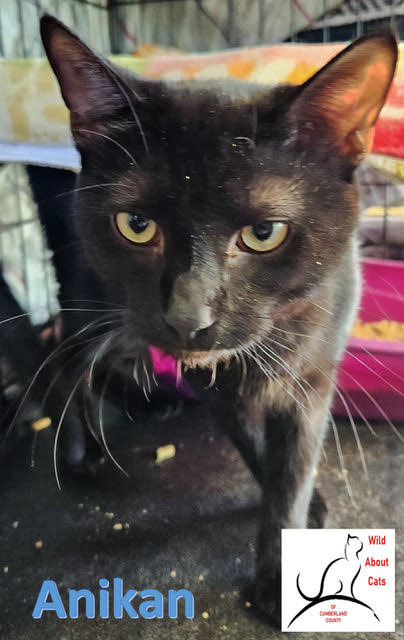 ANIKAN - Domestic Short Hair available for adoption