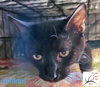 Anikan - Photo 3