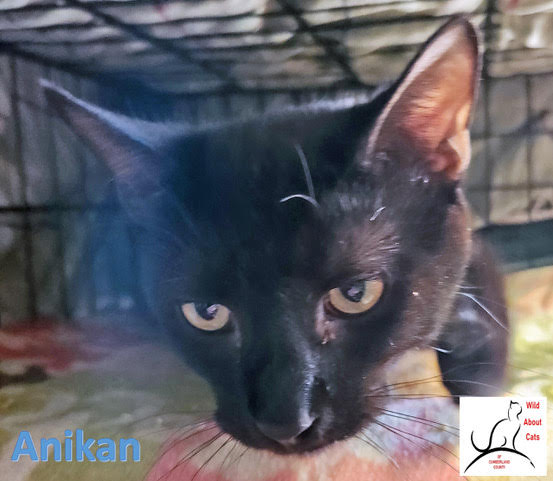 Anikan