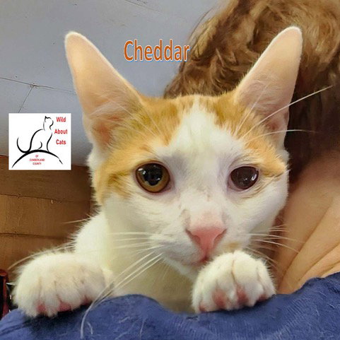 CHEDDAR - Domestic Short Hair available for adoption
