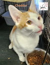 Cheddar - Photo 2