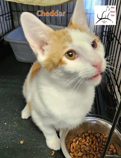 CHEDDAR - Domestic Short Hair available for adoption