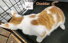 Cheddar - Photo 3