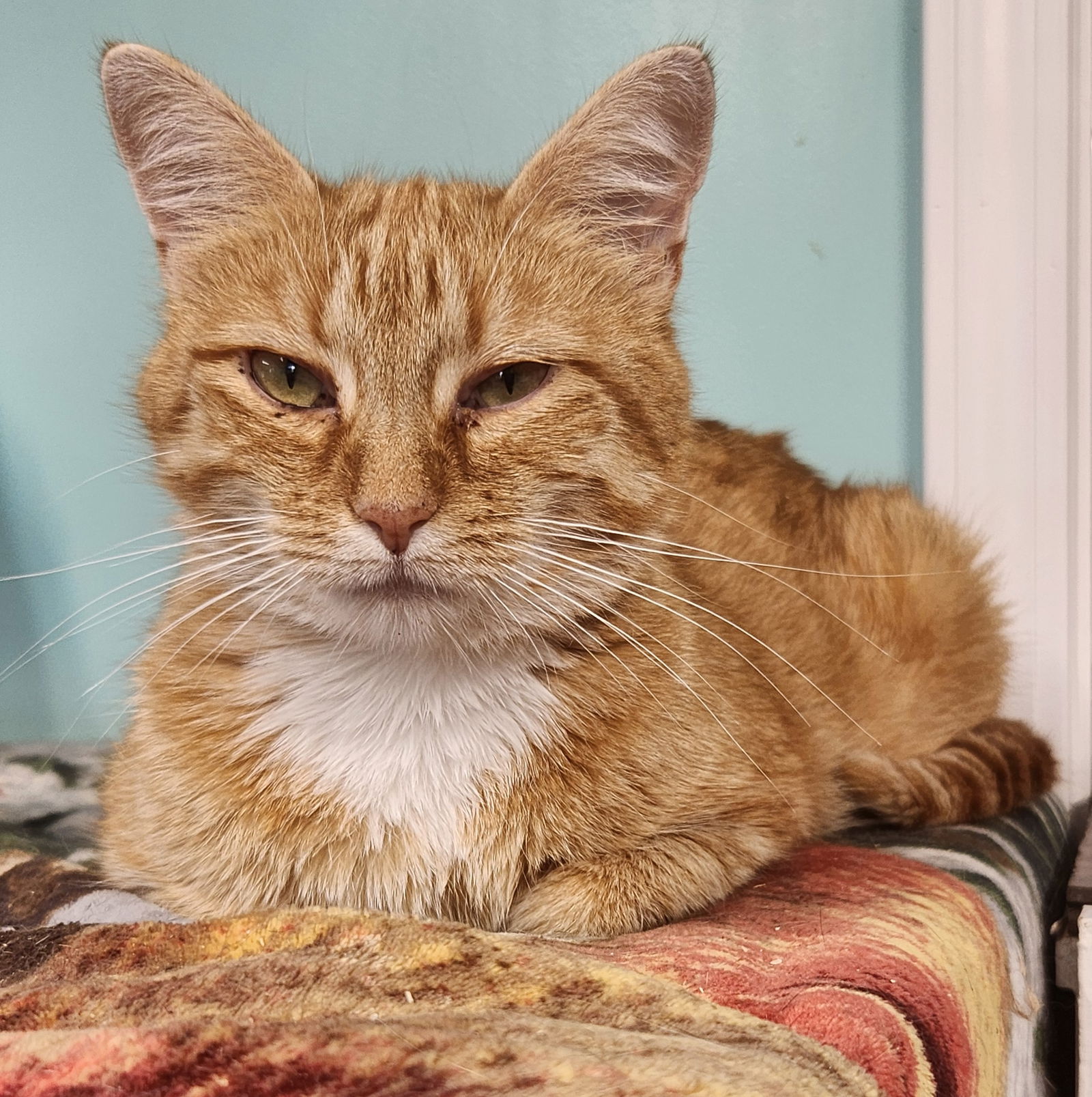adoptable Cat in Crossville, TN named Kendall