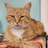 adoptable Cat in  named Kendall
