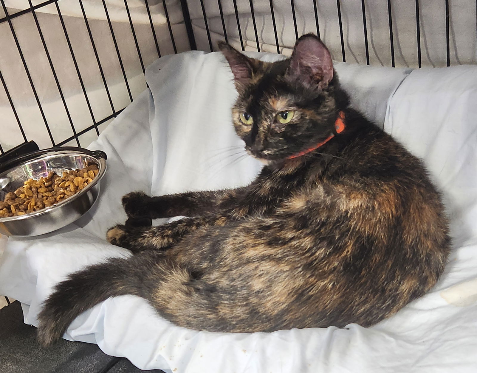 adoptable Cat in Crossville, TN named Fig