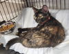 adoptable Cat in crossville, TN named Fig
