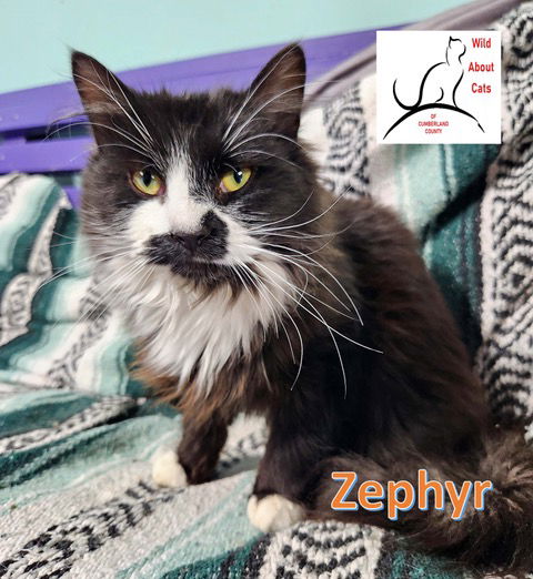 adoptable Cat in Crossville, TN named Zephyr