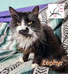 adoptable Cat in  named Zephyr