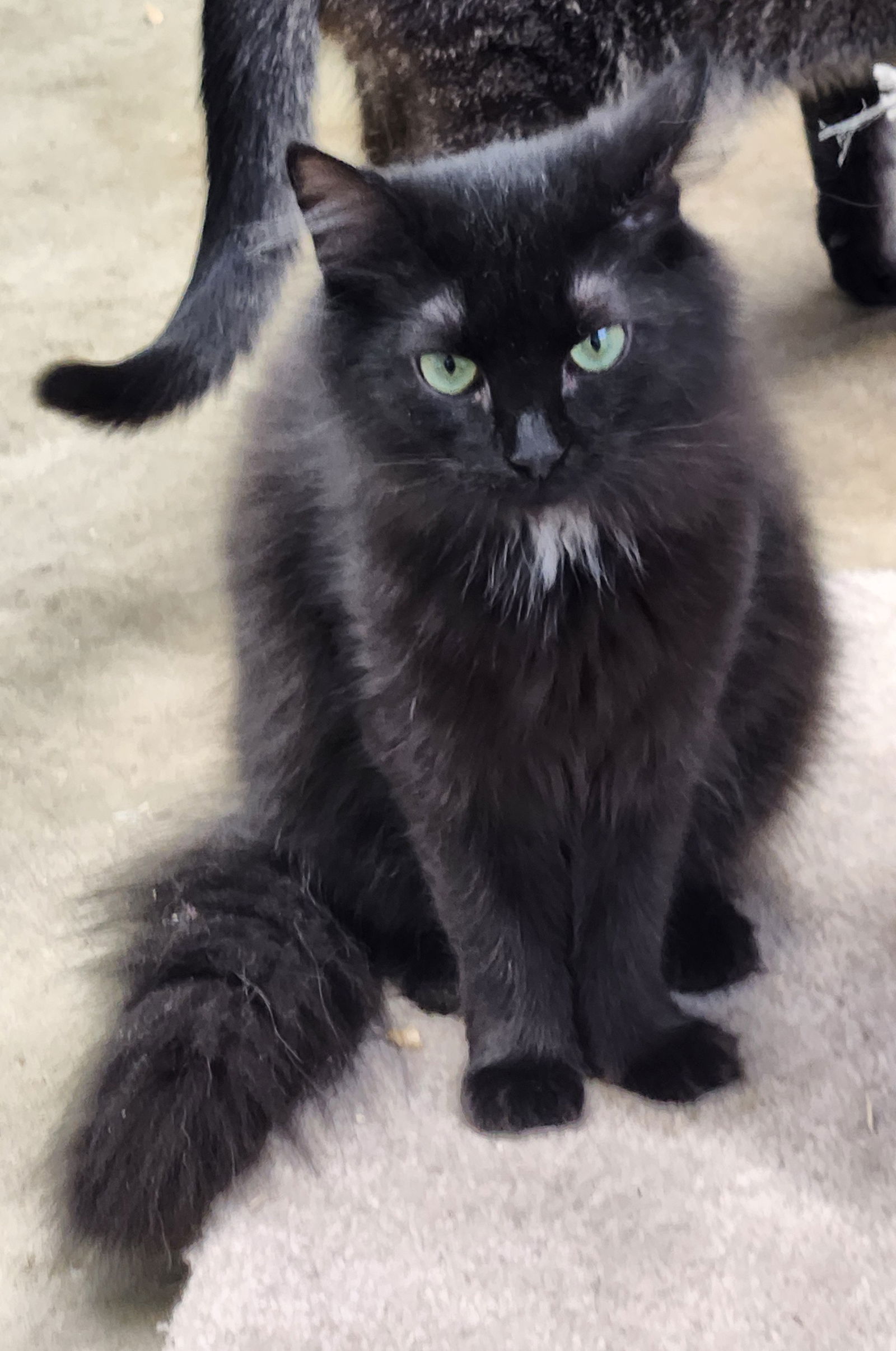 adoptable Cat in Crossville, TN named Lucy