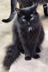 adoptable Cat in crossville, TN named Lucy
