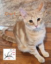 adoptable Cat in Crossville, TN named Chief