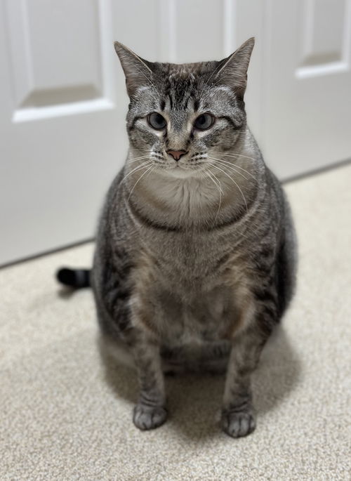 picture of the cat needing adoption