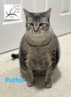 adoptable Cat in Crossville, TN named Putter