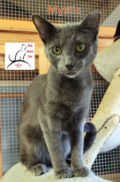 adoptable Cat in Crossville, TN named Mystic