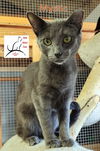 adoptable Cat in crossville, TN named Mystic