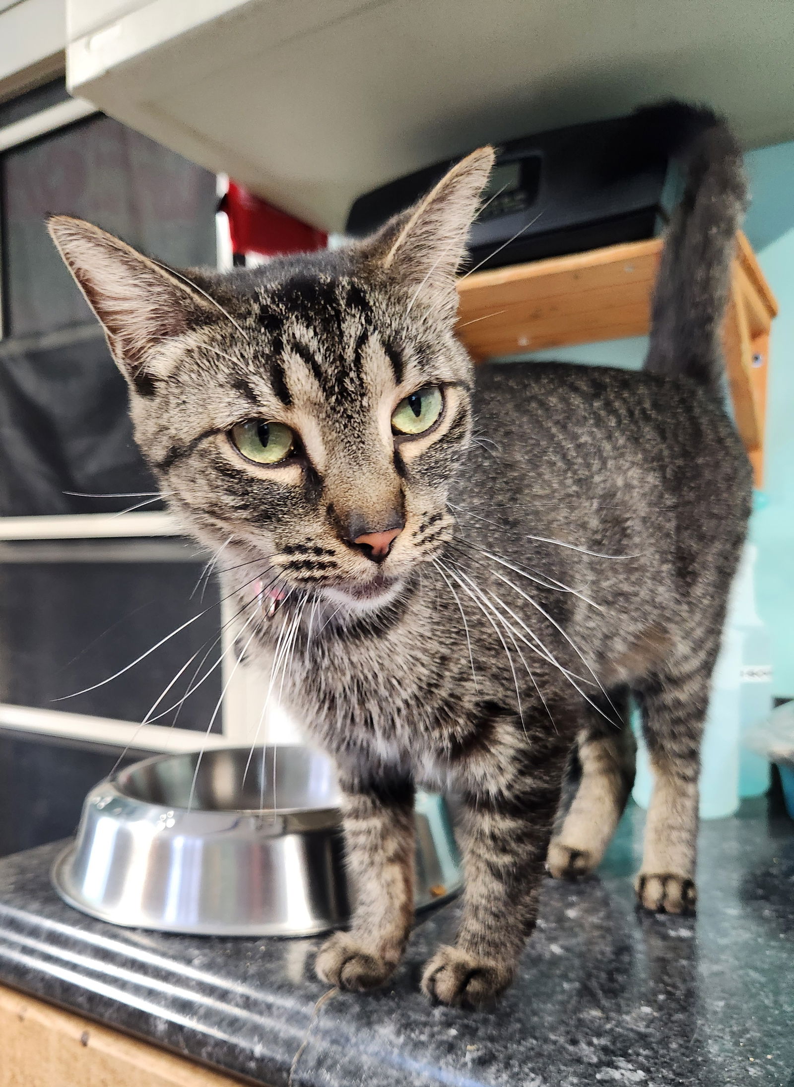 adoptable Cat in Crossville, TN named Sammy