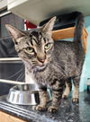 adoptable Cat in Crossville, TN named Sammy