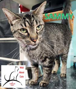 SAMMY - Domestic Short Hair available for adoption