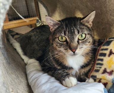 adoptable Cat in Crossville, TN named Joy