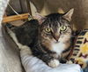 adoptable Cat in crossville, TN named Joy