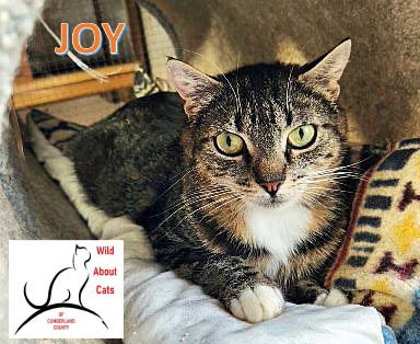 JOY - Domestic Short Hair available for adoption