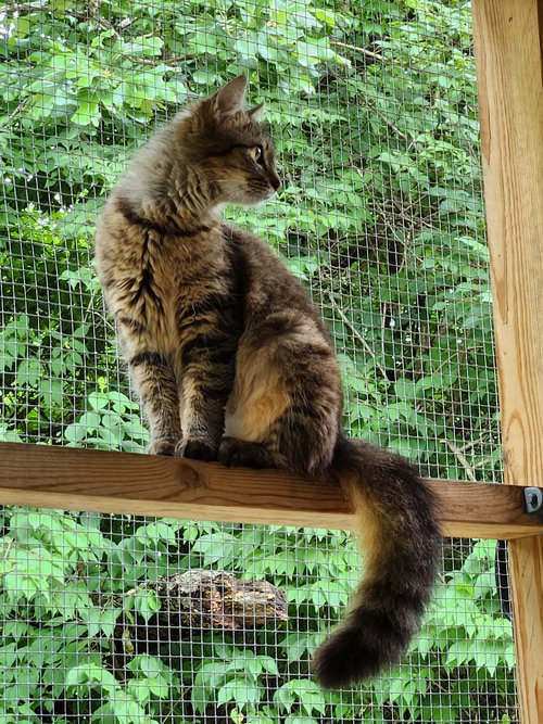 picture of the cat needing adoption