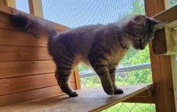 RUTHIE - Domestic Medium Hair available for adoption
