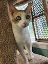 adoptable Cat in crossville, TN named Dixie