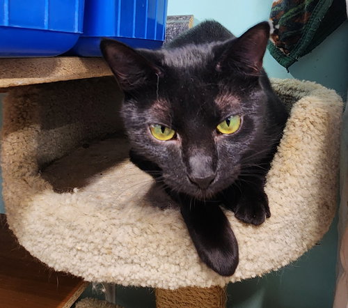 picture of the cat needing adoption