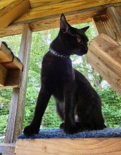 BROOKLYN - Domestic Short Hair available for adoption