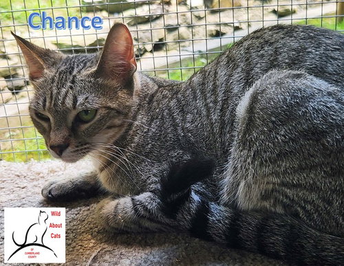 picture of the cat needing adoption