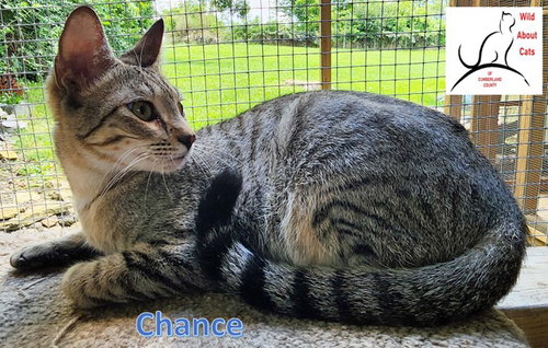 CHANCE - Domestic Short Hair available for adoption