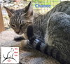 Chance - Photo 3