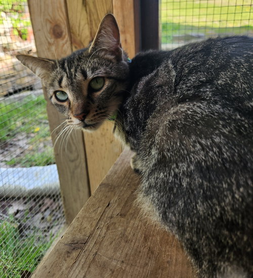 CHANCE - Domestic Short Hair available for adoption