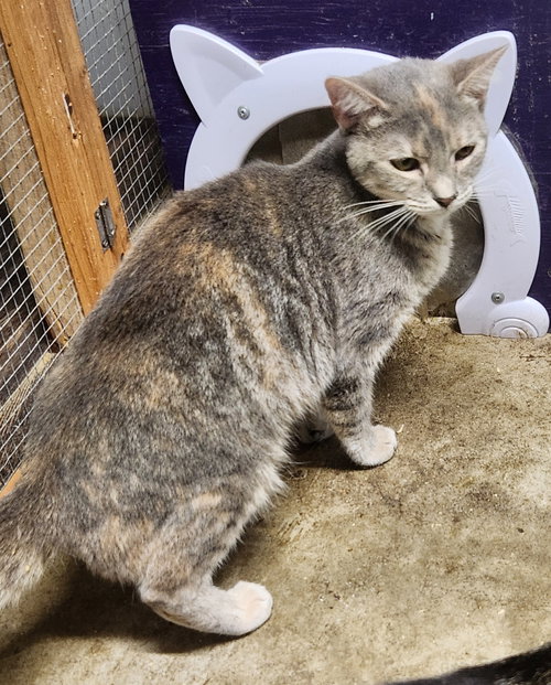 picture of the cat needing adoption