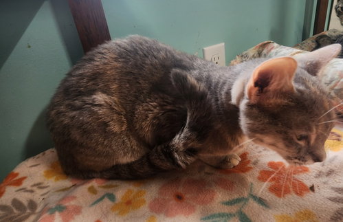 Photo 4 of Chowder