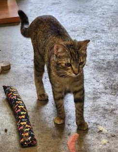 picture of the cat needing adoption