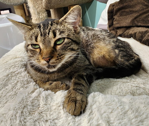 picture of the cat needing adoption