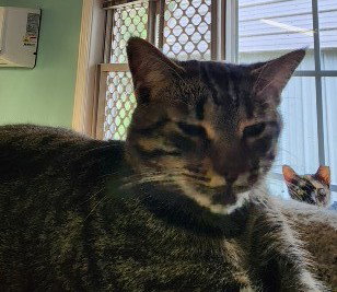 BLINKEN - Domestic Short Hair available for adoption