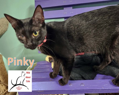 PINKY - Domestic Short Hair available for adoption