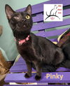 Pinky - Photo 2